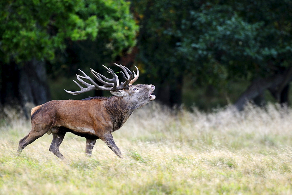 Red deer (Cervus elaphus), rutting stag roaring, Jaegersborg, Denmark, Scandinavia, Europe