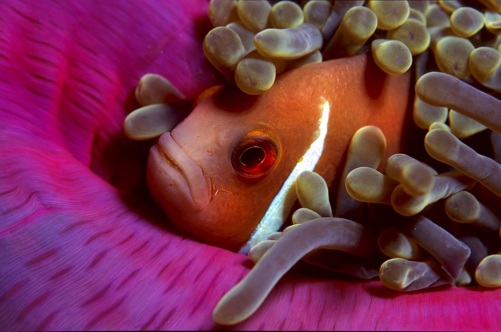 white-maned anemonefish or pink anemonefish, Amphiprion perideraion.