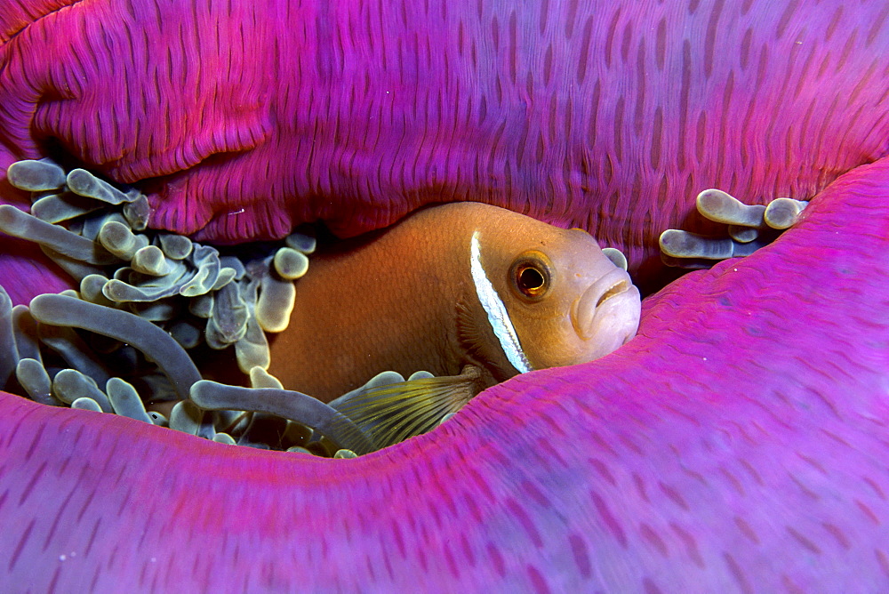 white-maned anemonefish or pink anemonefish, Amphiprion perideraion.