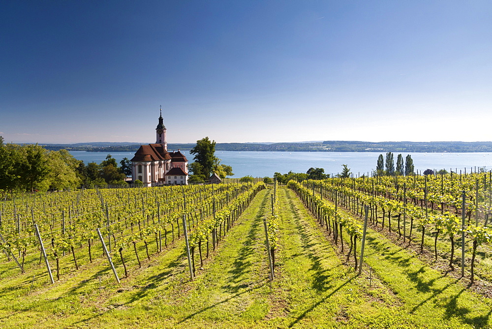 Pilgrimage Church of Birnau surrounded by vineyards, Lake Constance, Baden-Wuerttemberg, Germany, Europe