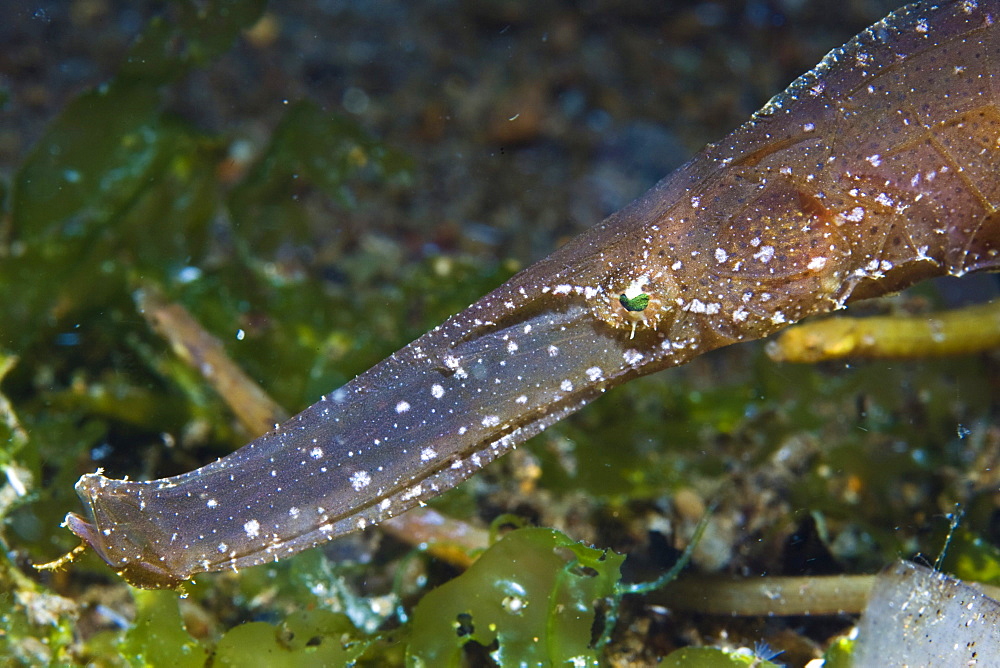 Ghost Pipefish, Solenostomus cyanopterus.