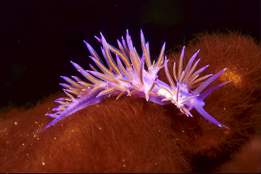 Sea slug, Flabellina affinis, Mediterranean Sea