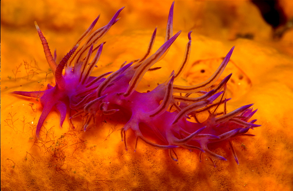 Sea slug, Flabellina affinis, Mediterranean Sea