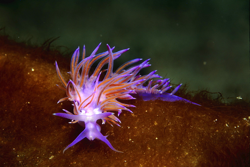 Seaslug, Flabellina affinis, Mediterranean Sea