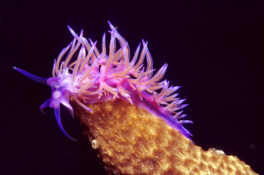 Seaslug, Flabellina affinis, Mediterranean Sea