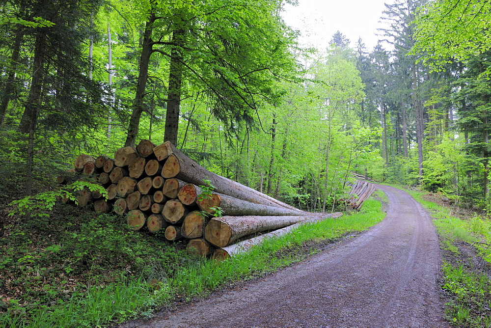 Tree trunks on a forest road in Welzheim, Baden-Wuerttemberg, Germany, Europe