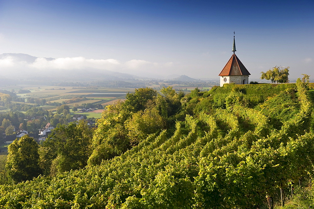 Chapel and vineyard, Ehrenkirchen, Markgraeflerland region, Baden-Wuerttemberg, Germany, Europe