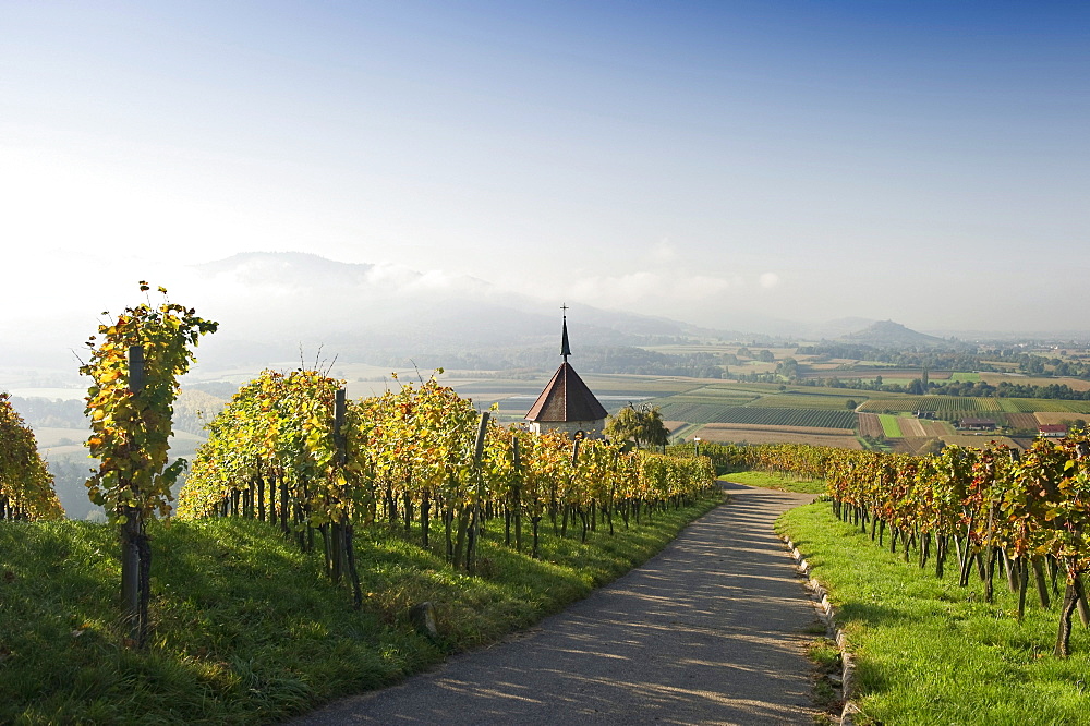 Chapel and vineyard, Ehrenkirchen, Markgraeflerland region, Baden-Wuerttemberg, Germany, Europe