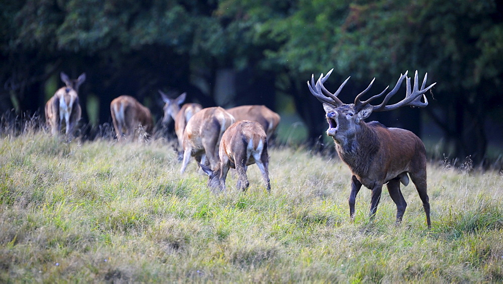 Red deer (Cervus elaphus), royal stag with does, rutting stag, old bull, roaring, mating herd, Jaegersborg, Denmark, Scandinavia, Europe