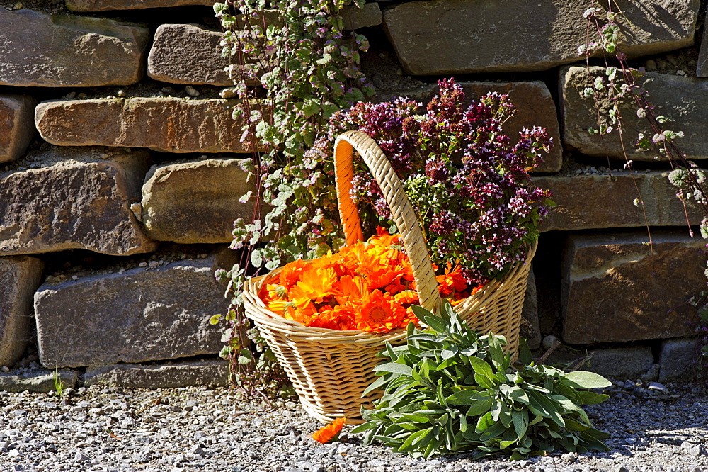 Basket with Pot Marigold, Butterwort, Sage, Majoram