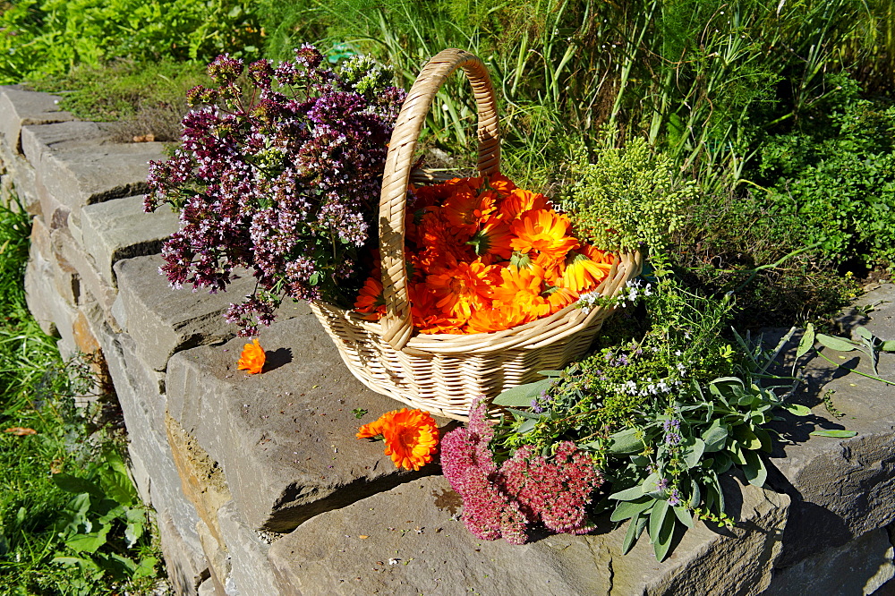 Basket with Pot Marigold, Butterwort, Sage, Majoram