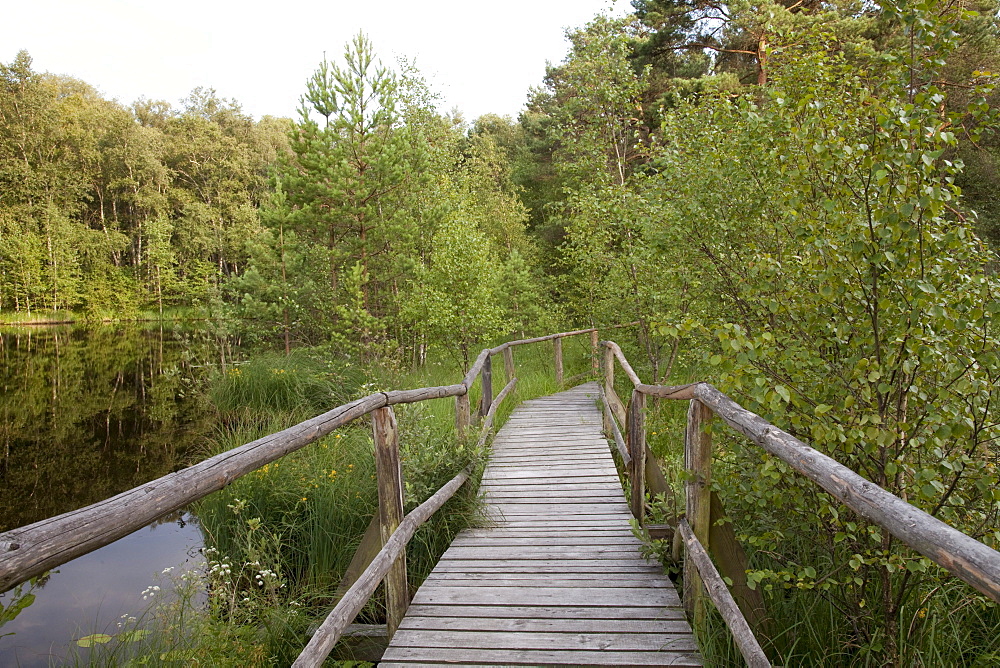 Boardwalk, Wienpietschseen Lakes, Mueritz National Park, Mecklenburg Lake District, Mecklenburg-Western Pomerania, Germany, Europe