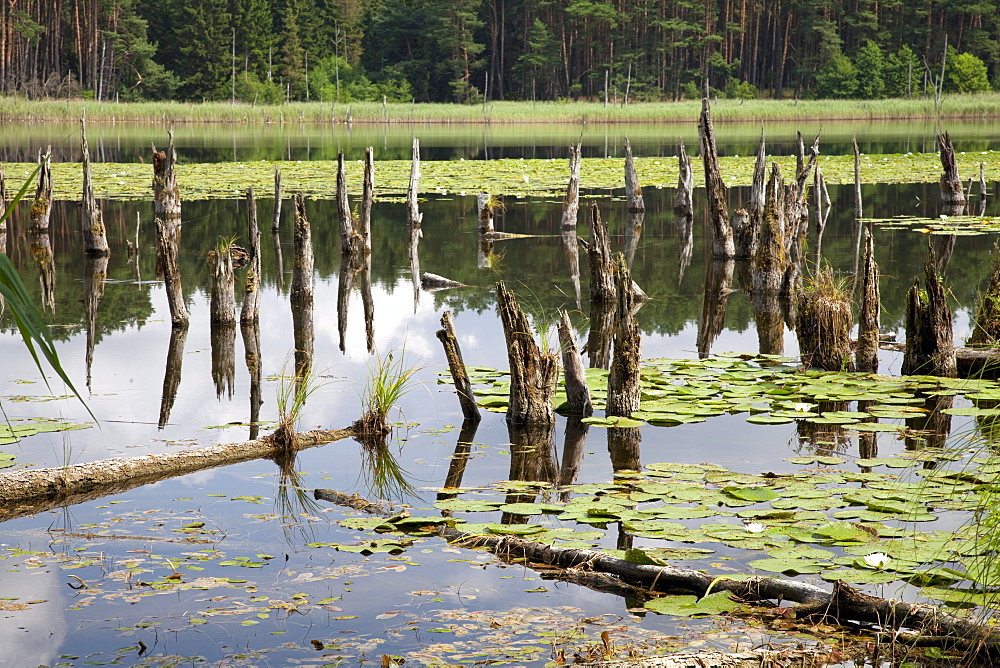 Lake Muehlen, Mueritz National Park, Mecklenburg-Western Pomerania, Germany, Europe