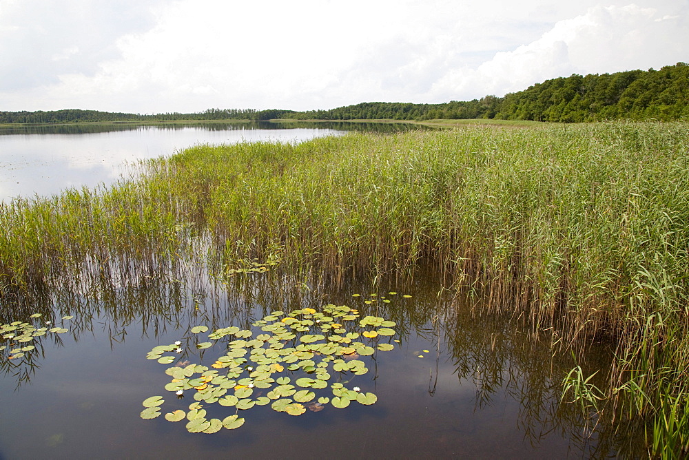 Priesterbaeker Lake, Mueritz National Park, Mecklenburg-Western Pomerania, Germany, Europe