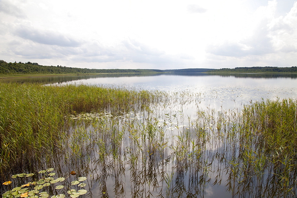 Priesterbaeker Lake, Mueritz National Park, Mecklenburg-Western Pomerania, Germany, Europe