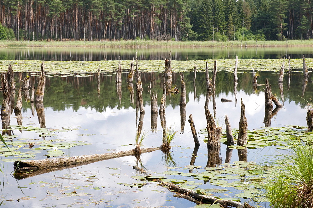 Wienpietschseen Lakes, Mueritz National Park, Mecklenburg-Western Pomerania, Germany, Europe