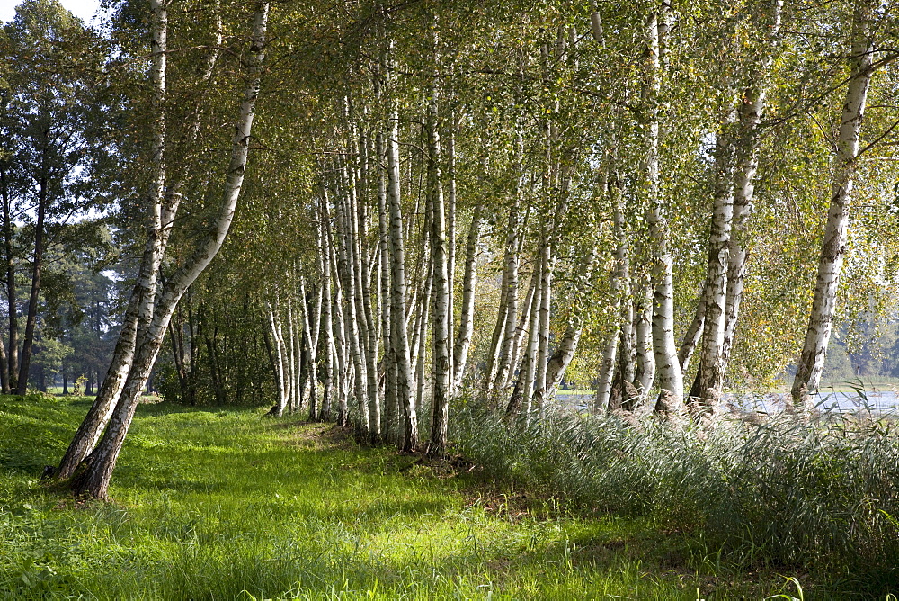 Avenue of birch trees, Spreewald Biosphere Reserve, Brandenburg, Germany, Europe