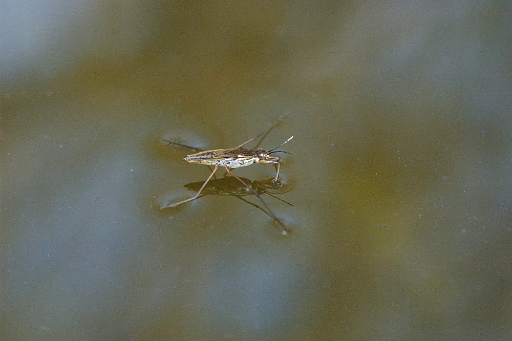 water strider on the water