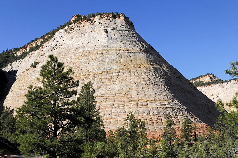 Checkerboard Mesa, sandstone, Zion National Park, Utah, USA, North America