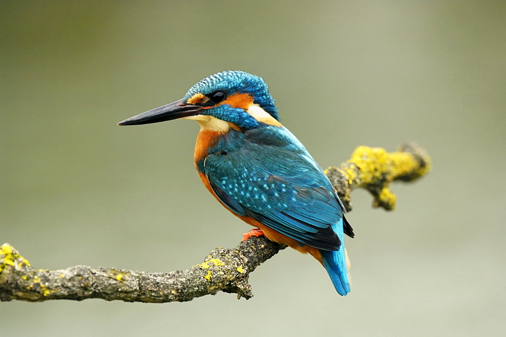 Common Kingfisher or European Kingfisher (Alcedo atthis) perched on a branch