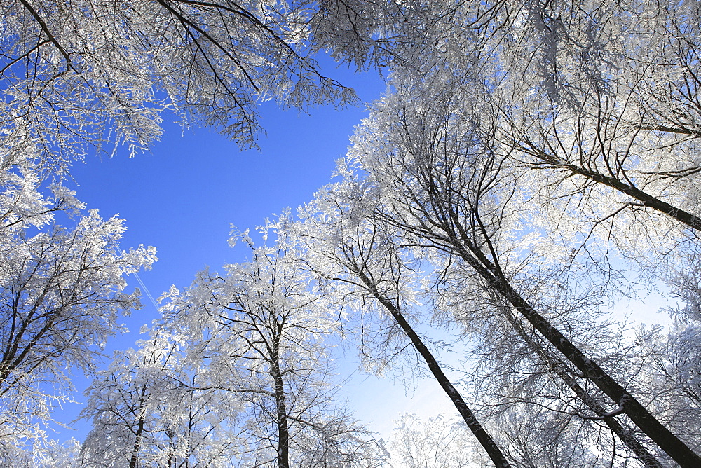 Snow covered trees in winter from below