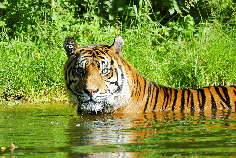 Sumatran Tiger is bathing in water (Panthera tigris sumatrae)