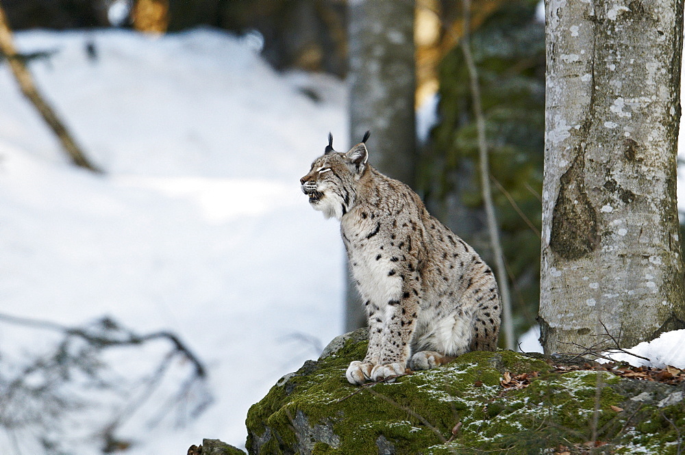 Lynx (Lynx lynx), Bavarian Forest National Park, Bavaria, Germany, Europe