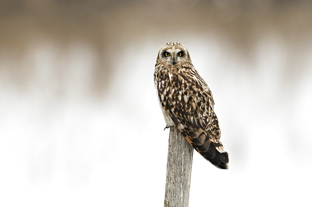 Short-eared owl (Asio flammeus)