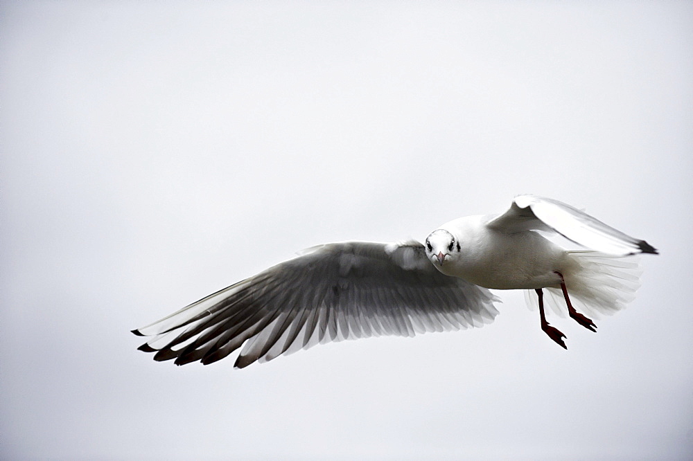 Black-headed gull (Larus ridibundus) flying