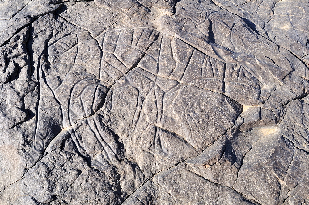 Prehistoric rock engraving of a gazelle, neolithic rock art of Tinterhert, Dider Valley, Tassili n'Ajjer National Park, Unesco World Heritage Site, Wilaya Illizi, Algeria, Sahara, North Africa