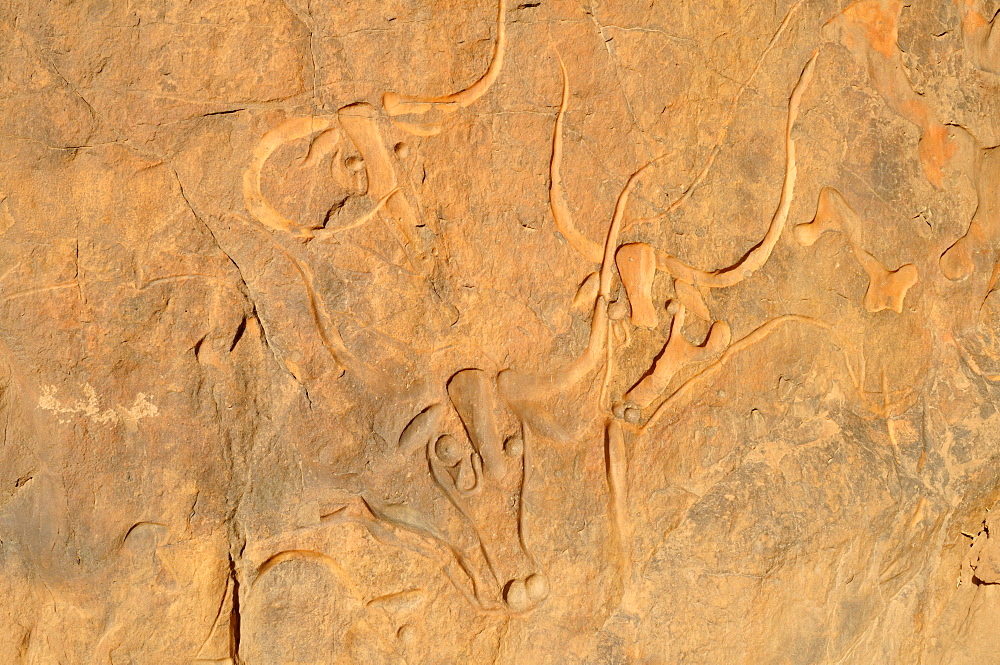 Rock engraving of a crying cow, neolithic rock art near Djanet, Tassili n'Ajjer National Park, Unesco World Heritage Site, Wilaya Illizi, Algeria, Sahara, North Africa