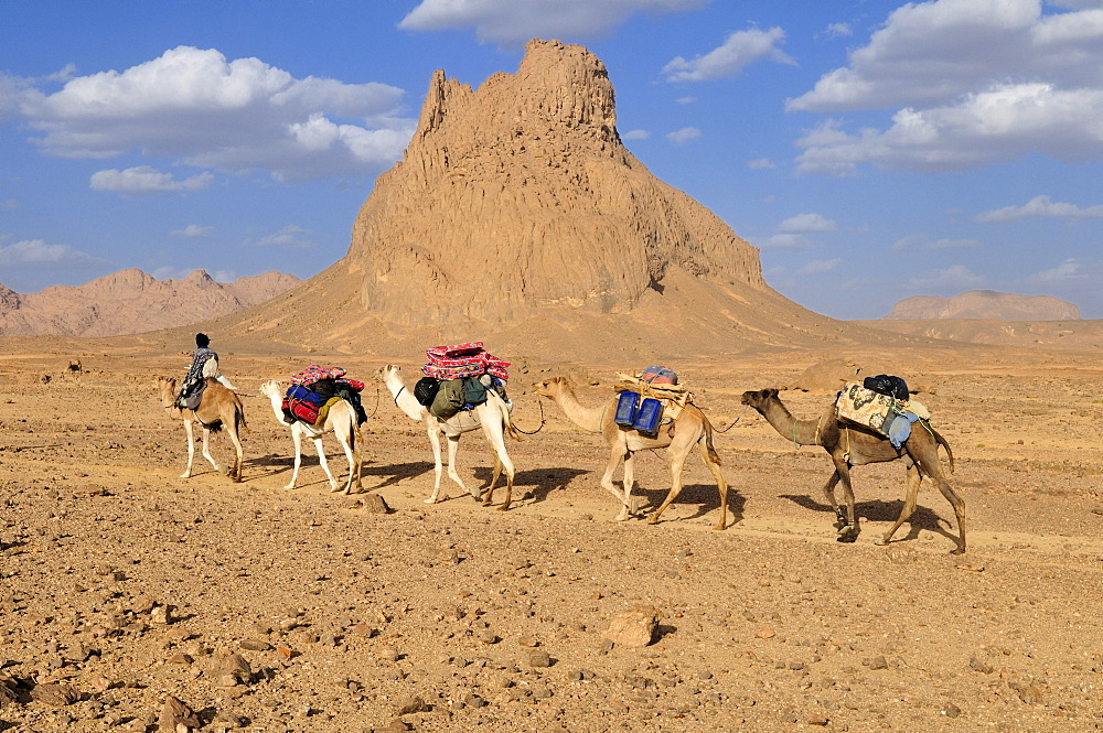 Camel train, caravan, in the volcanic landscape of Hoggar, Ahaggar Mountains, Wilaya Tamanrasset, Algeria, Sahara, North Africa