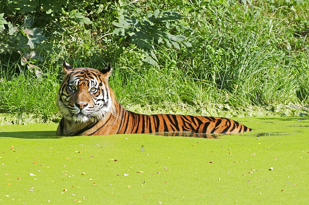 Bathing Tiger (Panthera tigris)