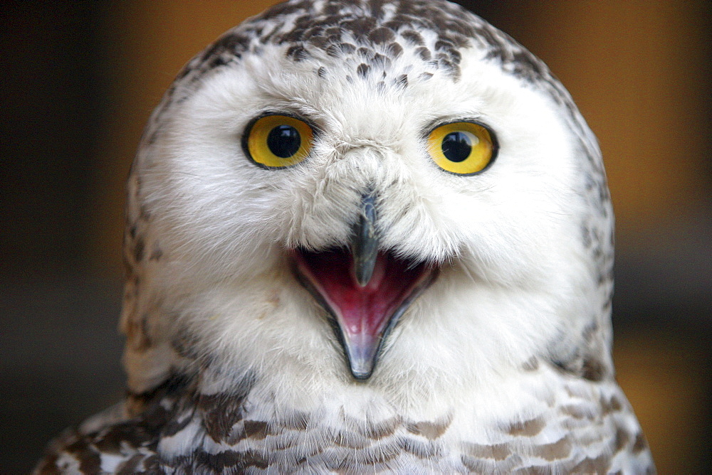 Snow Owl (Bubo scandiacus, Nyctea scandiaca) calling