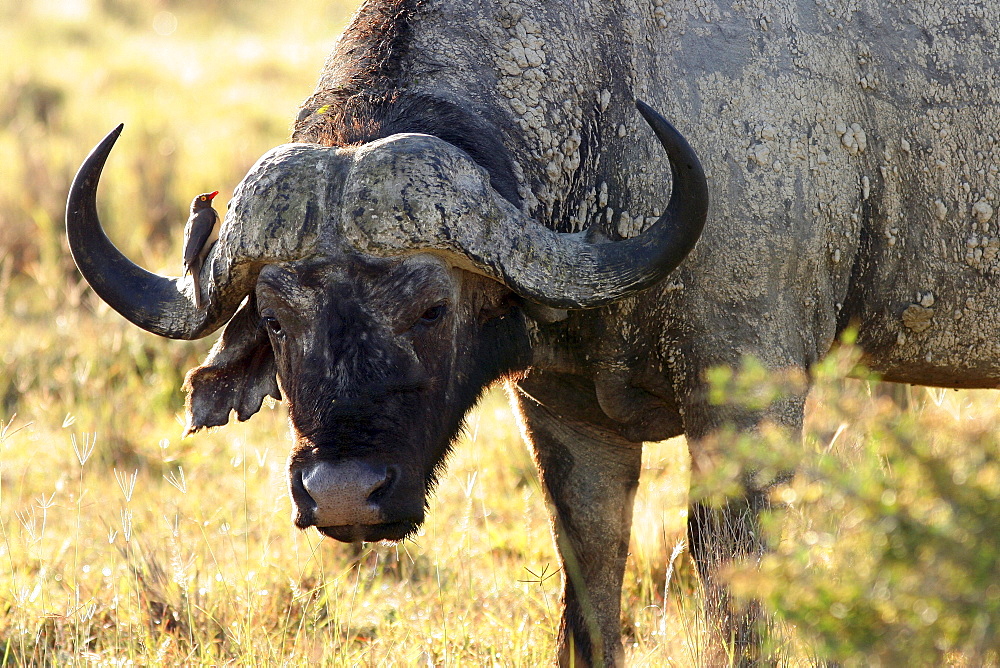 African Buffalo (syncerus caffer), Red-billed Oxpecker (buphagus erythrorhynchus), Masai Mara, Kenya, Afrika