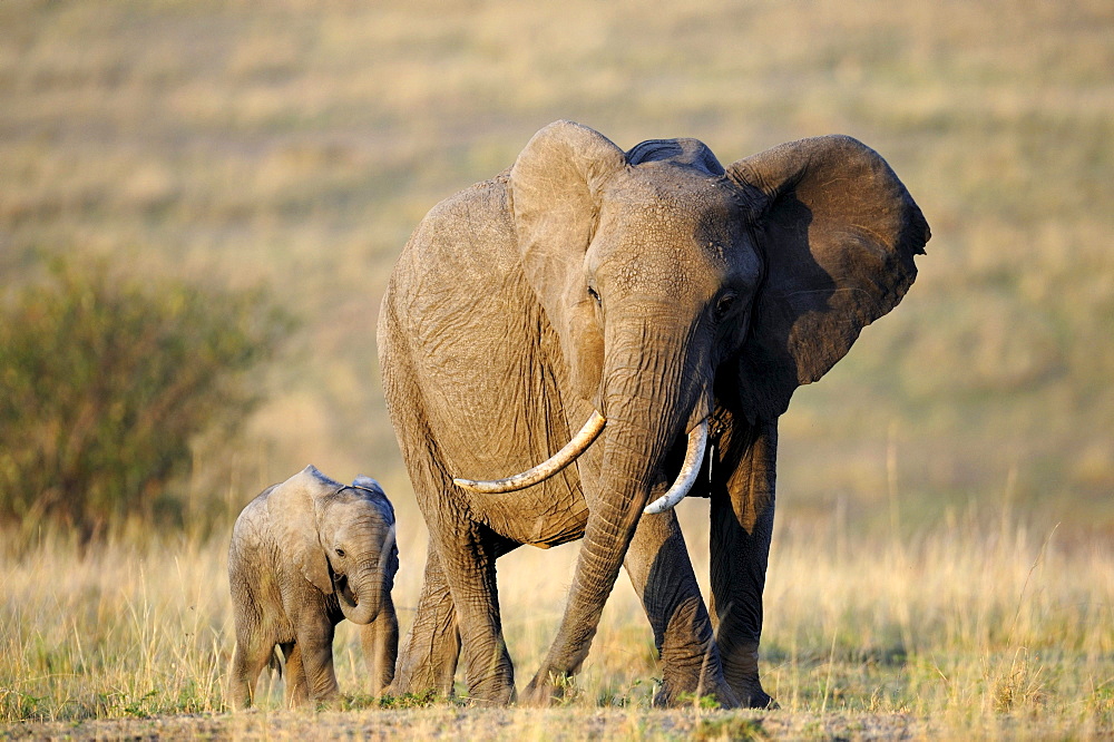 African elephant (Loxodonta africana), cow and calf at the first light of dawn, Masai Mara National Reserve, Kenya, East Africa, Africa