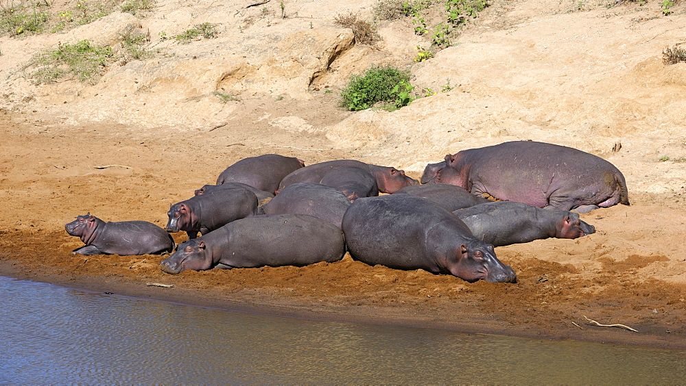 Hippopotamus (Hippopotamus amphibius), herd sunbathing on the banks of the Mara River, Masai Mara National Reserve, Kenya, East Africa, Africa