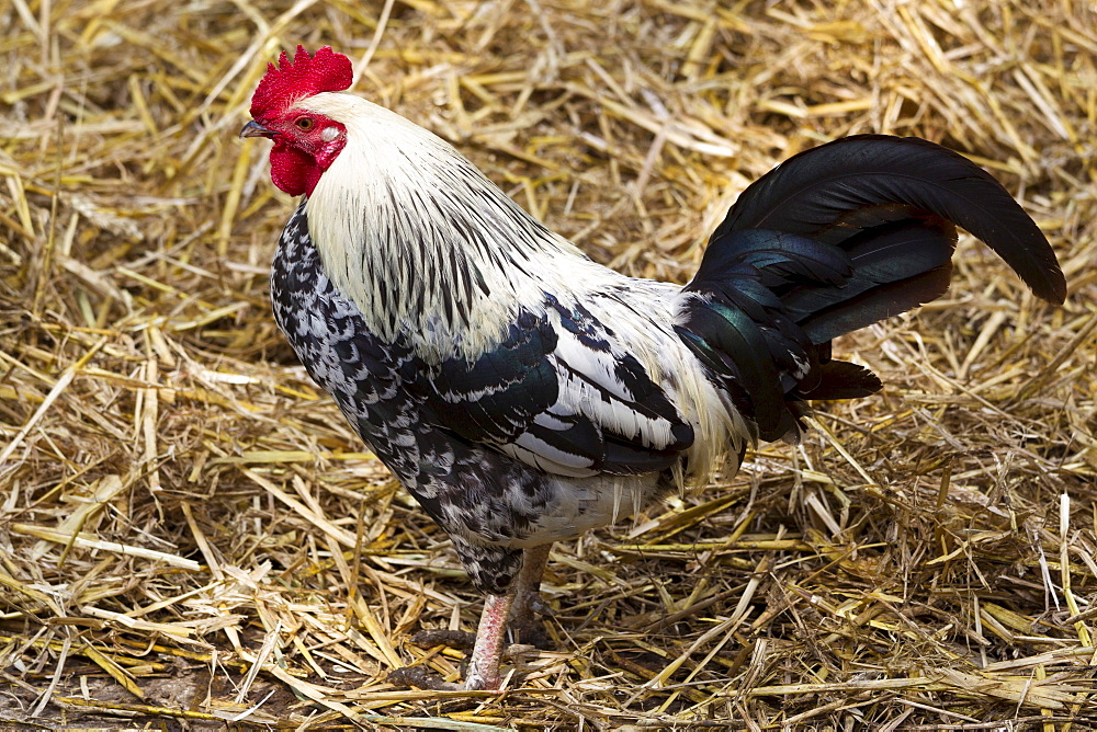 Black and white cock