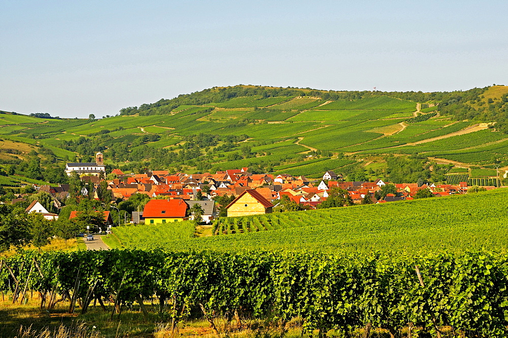 Westhalten wine village in the Vallee Noble on the Alsace Wine Route, Route des Vins d'Alsace, Upper Rhine, Alsace, France, Europe