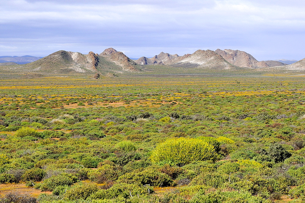 Typical vegetation consisting of mainly succulent shrubs in the Succulent Karoo landscape, Northern Cape, South Africa, Africa