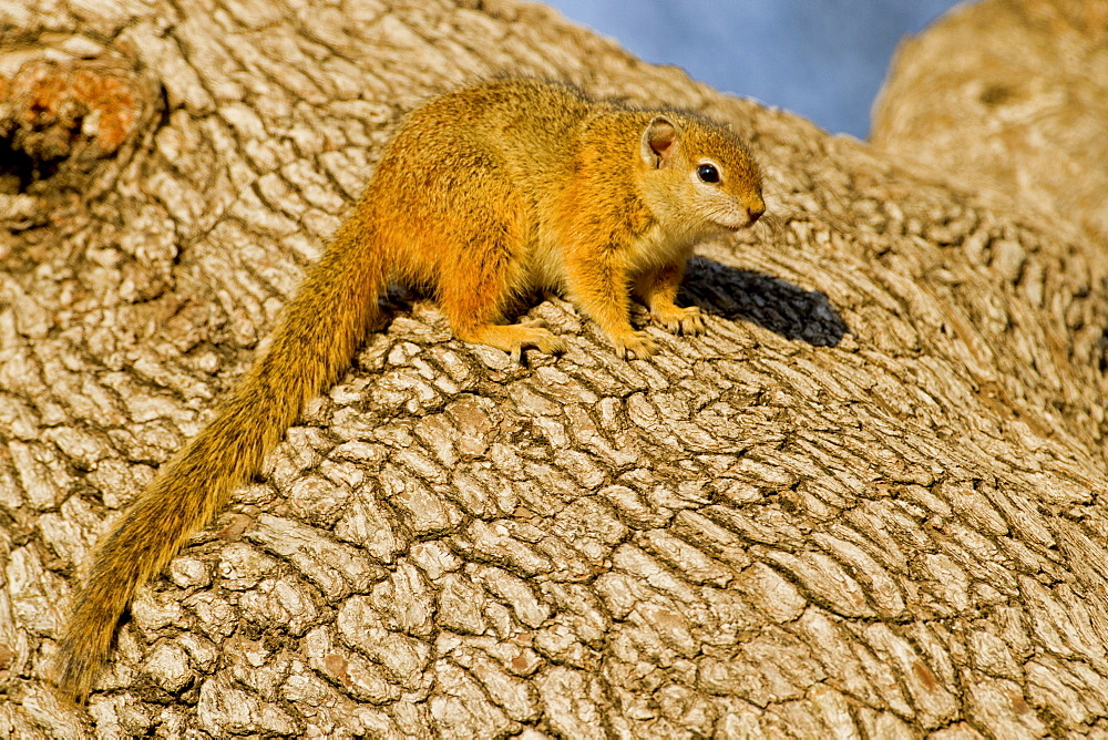 African tree squirrel (Paraxerus cepapi), Kruger National Park, South Africa