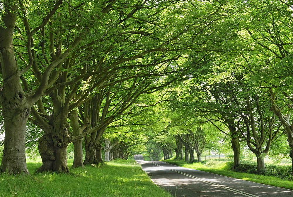 Beech Avenue, an avenue near Wimborne Minster, Dorset, southern England, England, United Kingdom, Europe