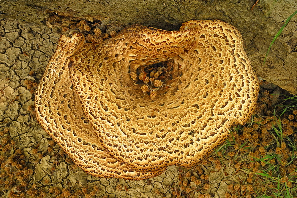 Dryad's Saddle or Pheasant's Back Mushroom (Polyporus squamosus), tree fungus on a felled beech trunk, Wimborne, southern England, England, United Kingdom, Europe