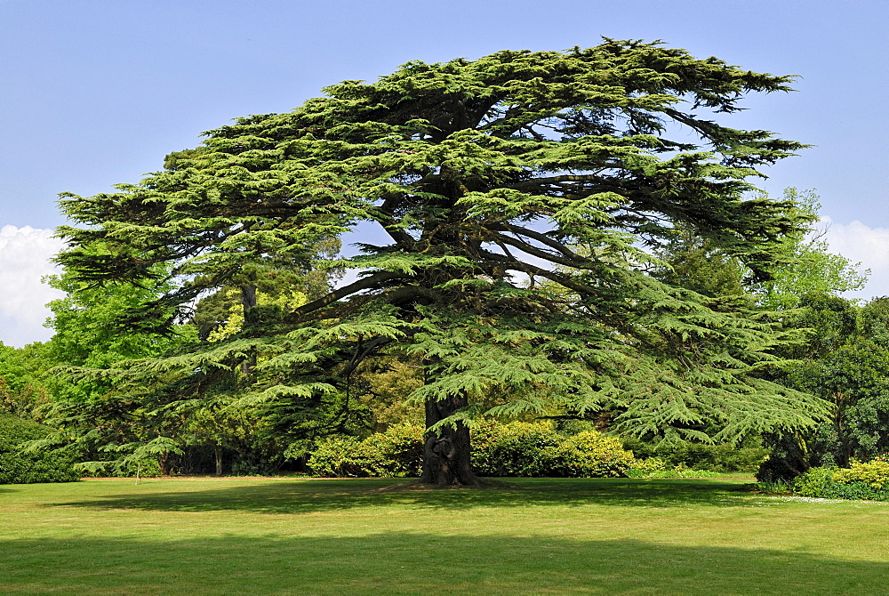 Old Lebanon Cedar (Cedrus libani) in the park of Osborne House, East Bowes, Isle of Wight, England, United Kingdom, Europe