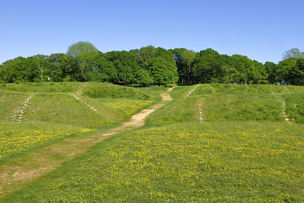 Badbury Rings, an Iron Age ring fort to the east of Dorset, about 2200 years old, southern England, England, United Kingdom, Europe