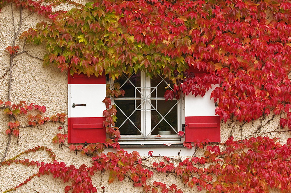 Autumn, red-coloured Japanese Creeper or Grape Ivy (Parthenocissus tricuspidata) growing around a window with red and white shutters