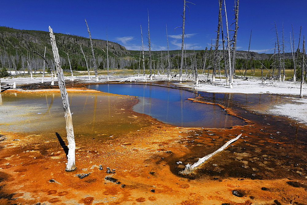 Opalescent Pool, geyser, drainage area with coloured thermophilic bacteria, microorganisms, Black Sand Basin, Upper Geyser Basin, Yellowstone National Park, Wyoming, United States of America, USA