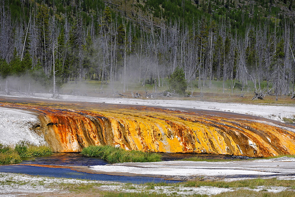 Coloured thermophilic bacteria, the outlet of Cliff Geyser, Fire Hole River, Black Sand Basin, Upper Geyser Basin, Yellowstone National Park, Wyoming, United States of America, USA