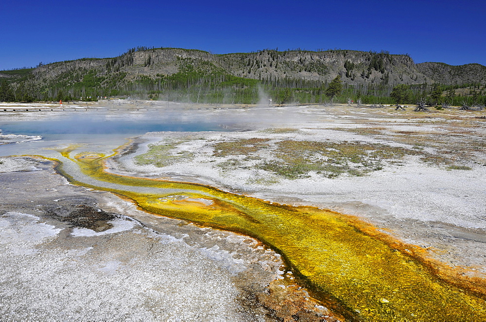 Drainage area of the Sapphire Pool, geyser, coloured thermophilic bacteria, microorganisms, Biscuit Basin, Upper Geyser Basin, Yellowstone National Park, Wyoming, United States of America, USA