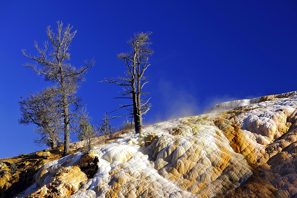 Palette Spring Street, Lower Terraces, limestone sinter terraces, geysers, hot springs, colorful thermophilic bacteria, microorganisms, dead trees, Mammoth Hot Springs Terraces in Yellowstone National Park, Wyoming, America